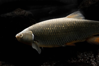 岩石附近的灰鱼